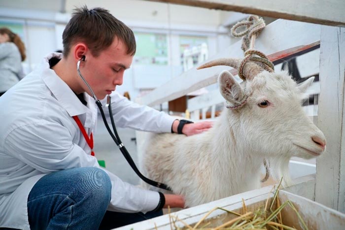 Здуття живота у кози: лікування тимпанії народними засобами і медикаментами