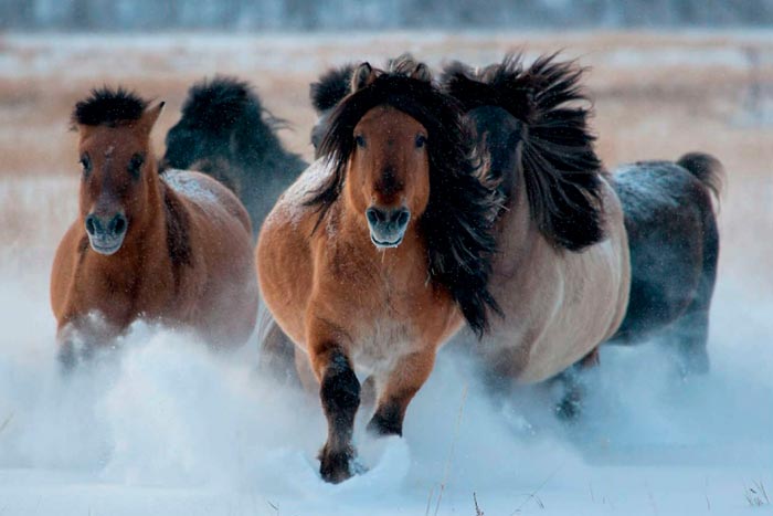 Якутська кінь: фото морозостійкої породи, опис