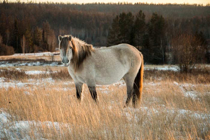 Якутська кінь: фото морозостійкої породи, опис