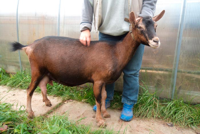 Зааненська порода кіз: опис, фото, утримання, годування