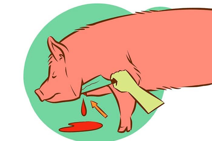 Забій свиней: як зарізати і переробити в домашніх умовах