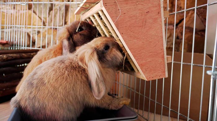 Загін для кроликів: розведення у вольєрі