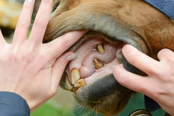 Зуби у коня і коня: фото