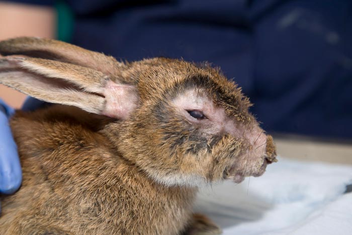 Байтрил для кроликів: інструкція із застосування, дозування