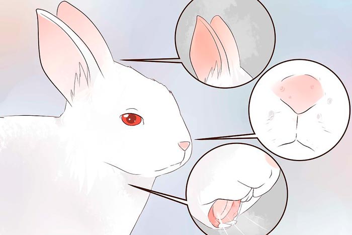 Хвороби кроликів: симптоми і лікування, фото