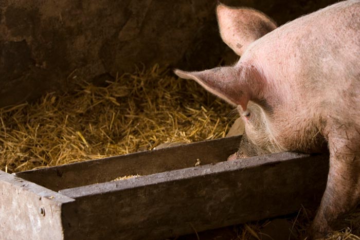 Чим годувати свиню після опоросу, щоб було більше молока