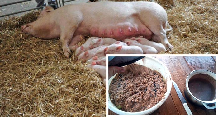Чим годувати свиню після опоросу, щоб було більше молока