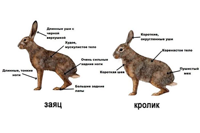 Чим відрізняється кролик від зайця: зовнішня різниця між тваринами