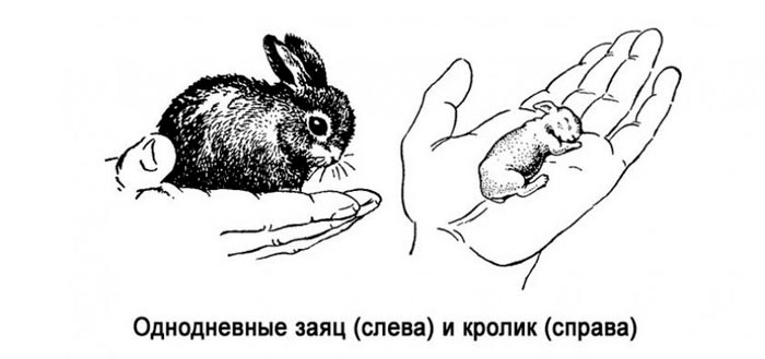Чим відрізняється кролик від зайця: зовнішня різниця між тваринами