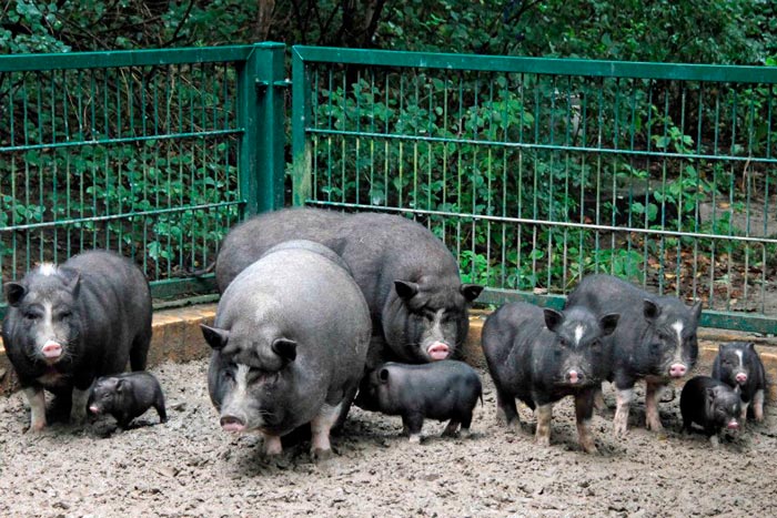 Чорні свині: фото та опис порід