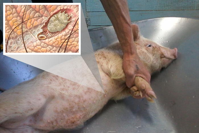 Короста (саркоптоз) у свиней: симптоми і лікування народними засобами