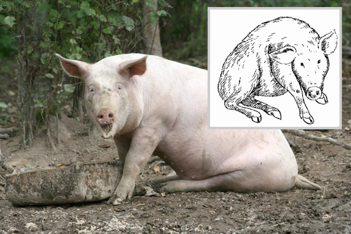 Чума свиней — класична і африканська: ознаки захворювання, лікування, чи небезпечна для людини