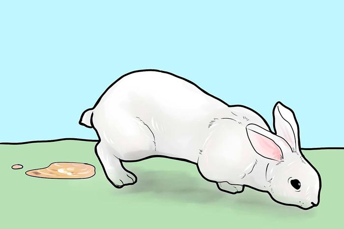 Декоративні кролики: догляд та утримання в домашніх умовах