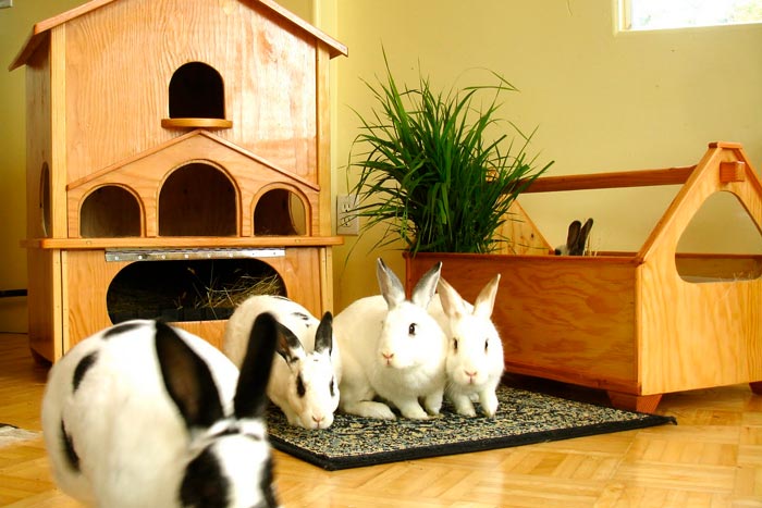 Будиночок для кролика своїми руками: креслення, фото