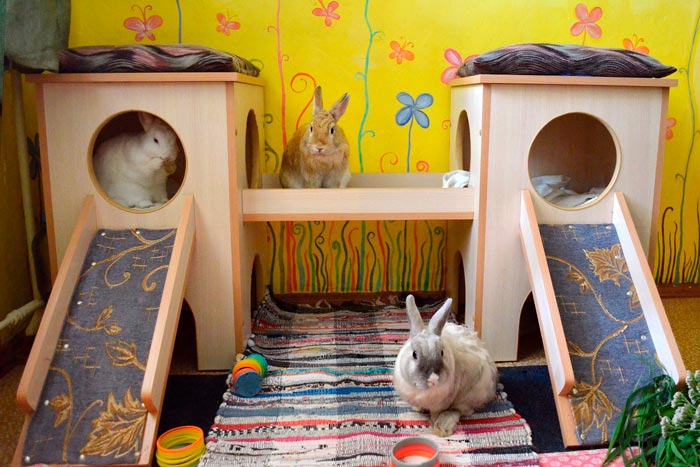 Будиночок для кролика своїми руками: креслення, фото