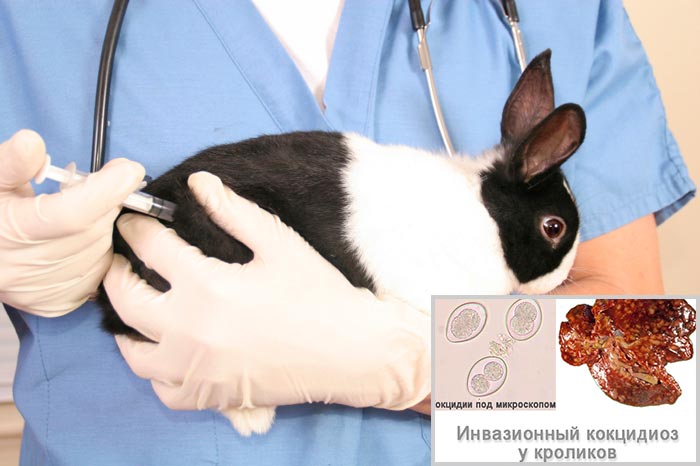 Для кроликів гамавіт: інструкція із застосування, дозування
