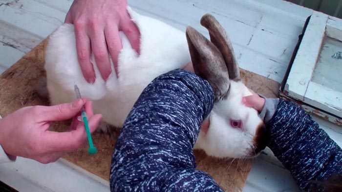 Для кроликів гамавіт: інструкція із застосування, дозування