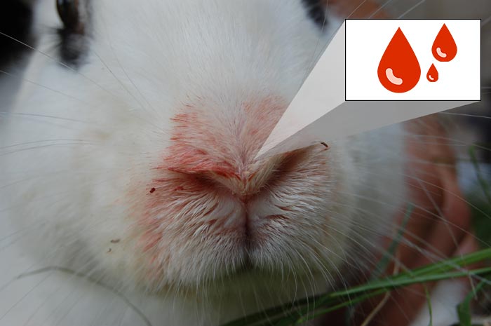 Геморагічна хвороба кроликів: симптоми ВГБК, лікування лихоманки