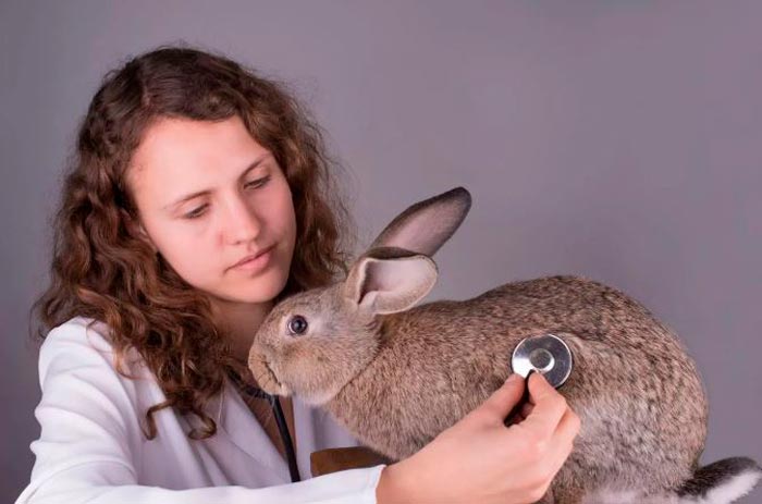 Геморагічна хвороба кроликів: симптоми ВГБК, лікування лихоманки