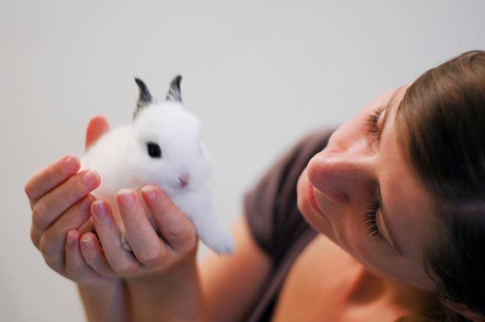 Як визначити стать кролика, як відрізнити самця від кролиці
