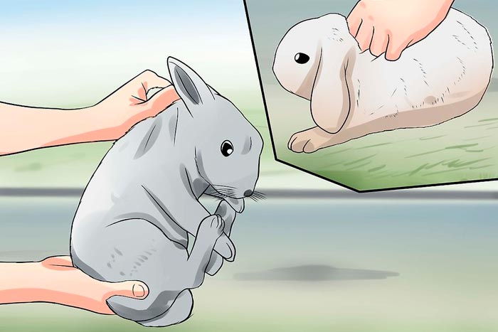 Як спіймати кролика в городі, як зробити пастку своїми руками