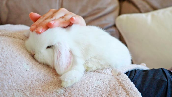 Як сплять декоративні кролики: з відкритими очима чи ні