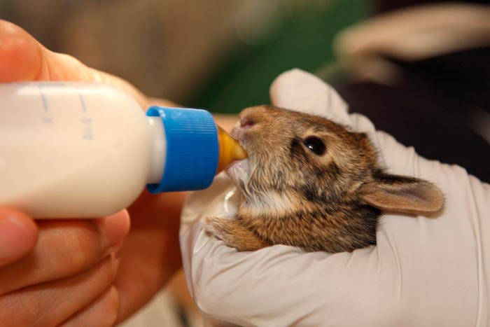 Як вигодувати кроленят без кролиці: штучне вигодовування