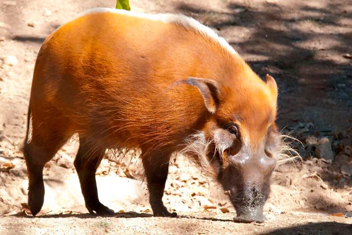 Кистеухая африканська свиня з довгим волоссям з боків морди