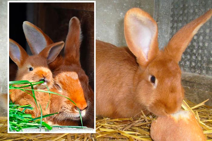 Кролики бургундської породи: опис та фото