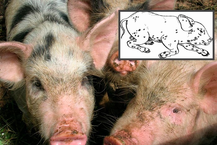 Віспа у свиней: симптоми і лікування в домашніх умовах, фото