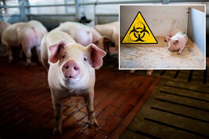 Пастерельоз свиней: симптоми і лікування, фото