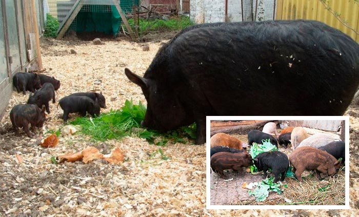 Порода свиней свині беконні: характеристика, фото і опис поросят