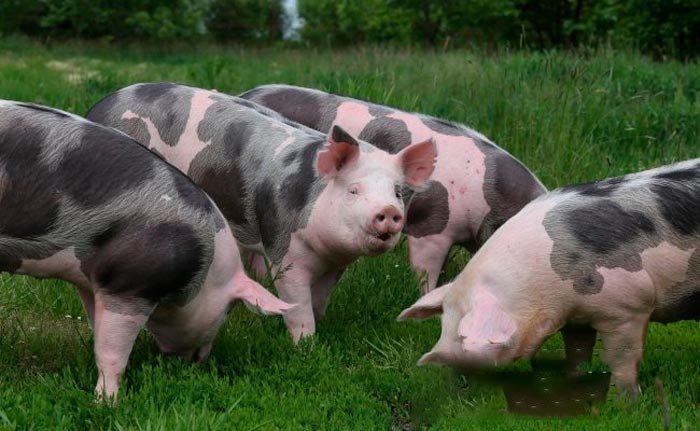 Порода свиней Пєтрен: характеристика, фото