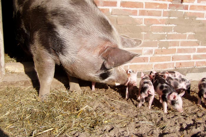 Порода свиней Пєтрен: характеристика, фото