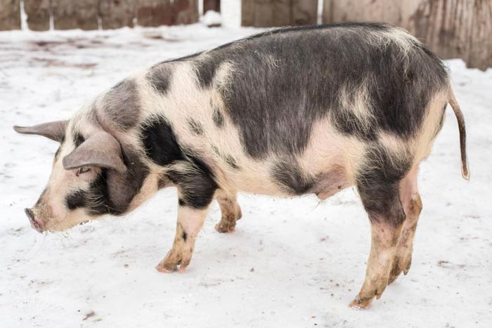 Породи свиней для домашнього розведення: фото та опис