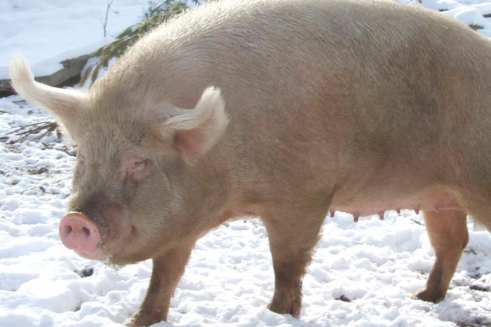 Породи свиней для домашнього розведення: фото та опис
