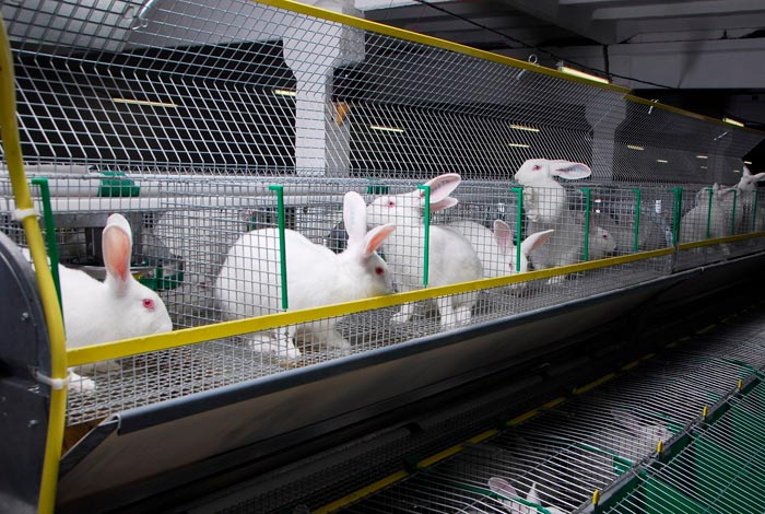 Розведення кроликів як бізнес: вигідно чи ні містити кролячу ферму