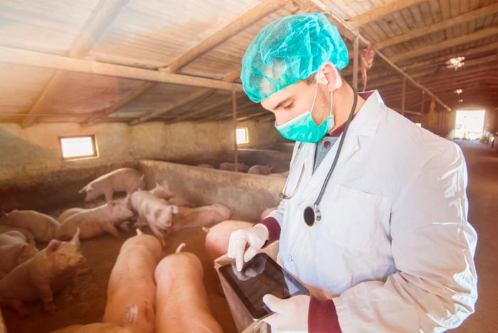 Пика у свиней: симптоми і лікування в домашніх умовах