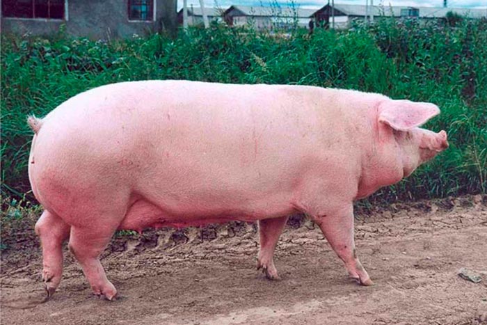 Найбільші свині в світі: вага, фото