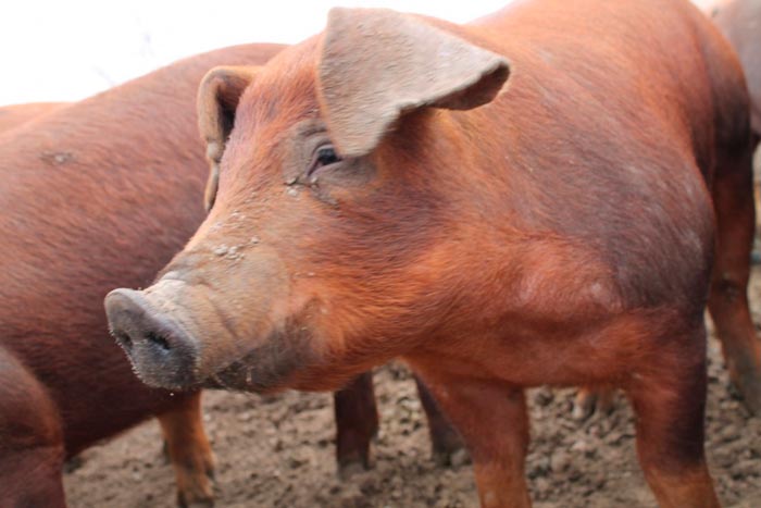 Найбільші свині в світі: вага, фото
