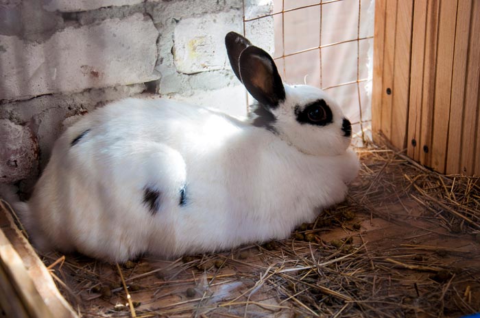 Скільки триває вагітність у кроликів, пологи кролиці