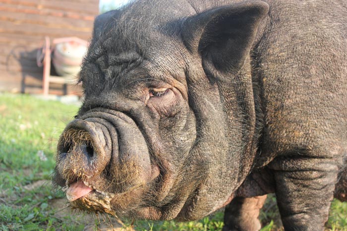 Скільки живуть свині: тривалість життя в домашніх умовах