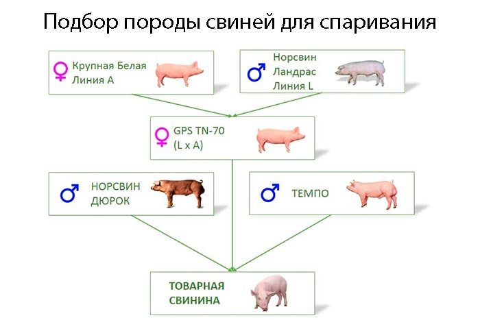 Парування свиней: як розмножуються тварини, ознаки полювання