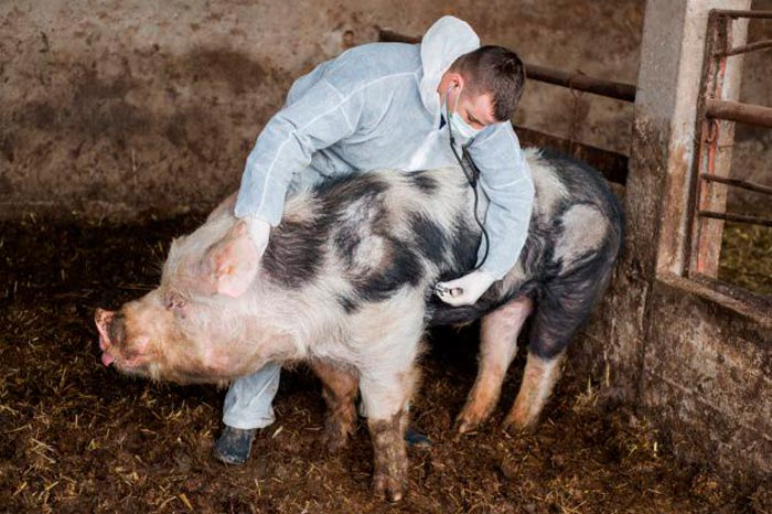 Парування свиней: як розмножуються тварини, ознаки полювання