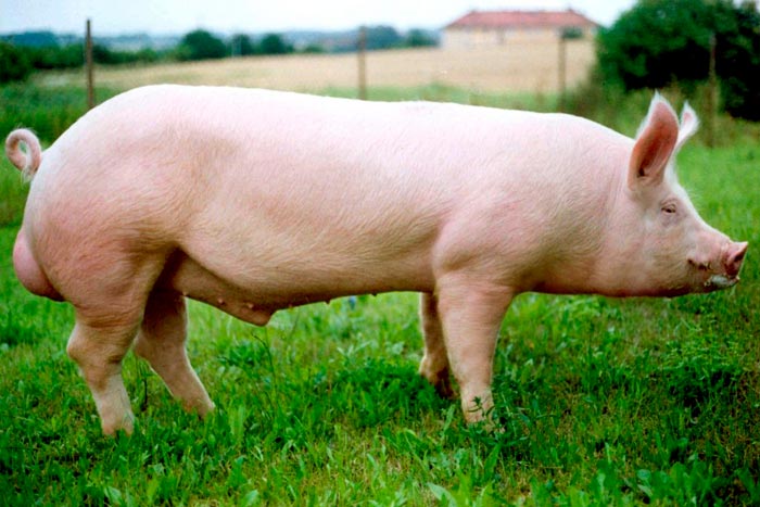 Свині породи ландрас: характеристика, фото, годування і догляд за поросятами