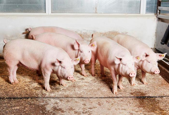 Свинарство: розведення свиней в домашніх умовах для початківців