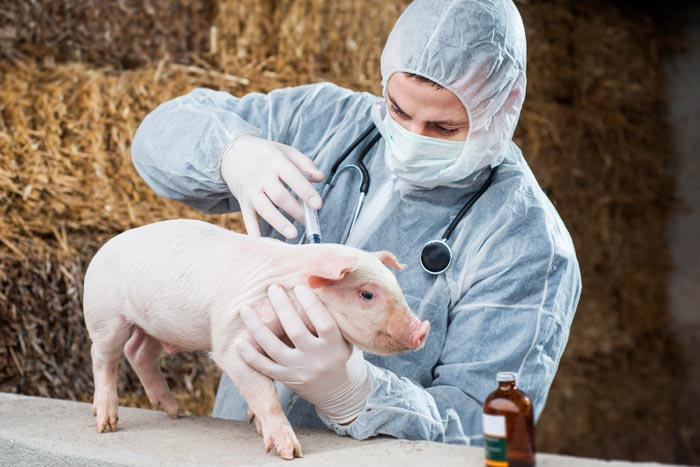 Вакцина проти бешихи свиней та інші щеплення поросятам