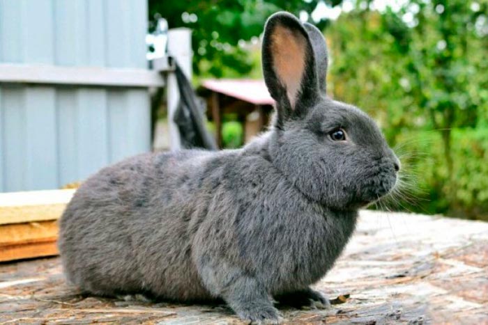 Віденський блакитний кролик: фото, опис
