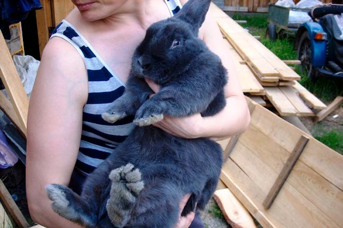 Віденський блакитний кролик: фото, опис