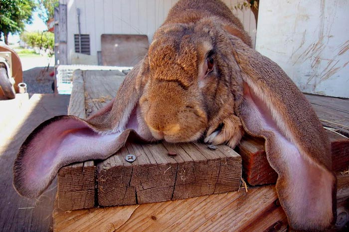 Все про кроликів: цікаві факти, інформація про домашніх тварин